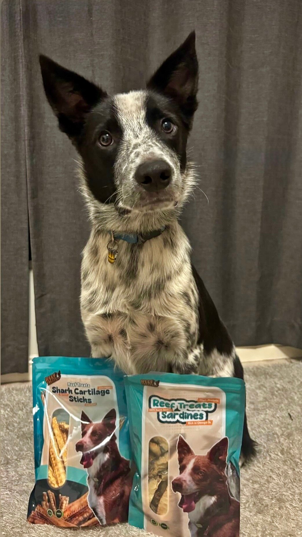 Dog with sarafine and shark bites