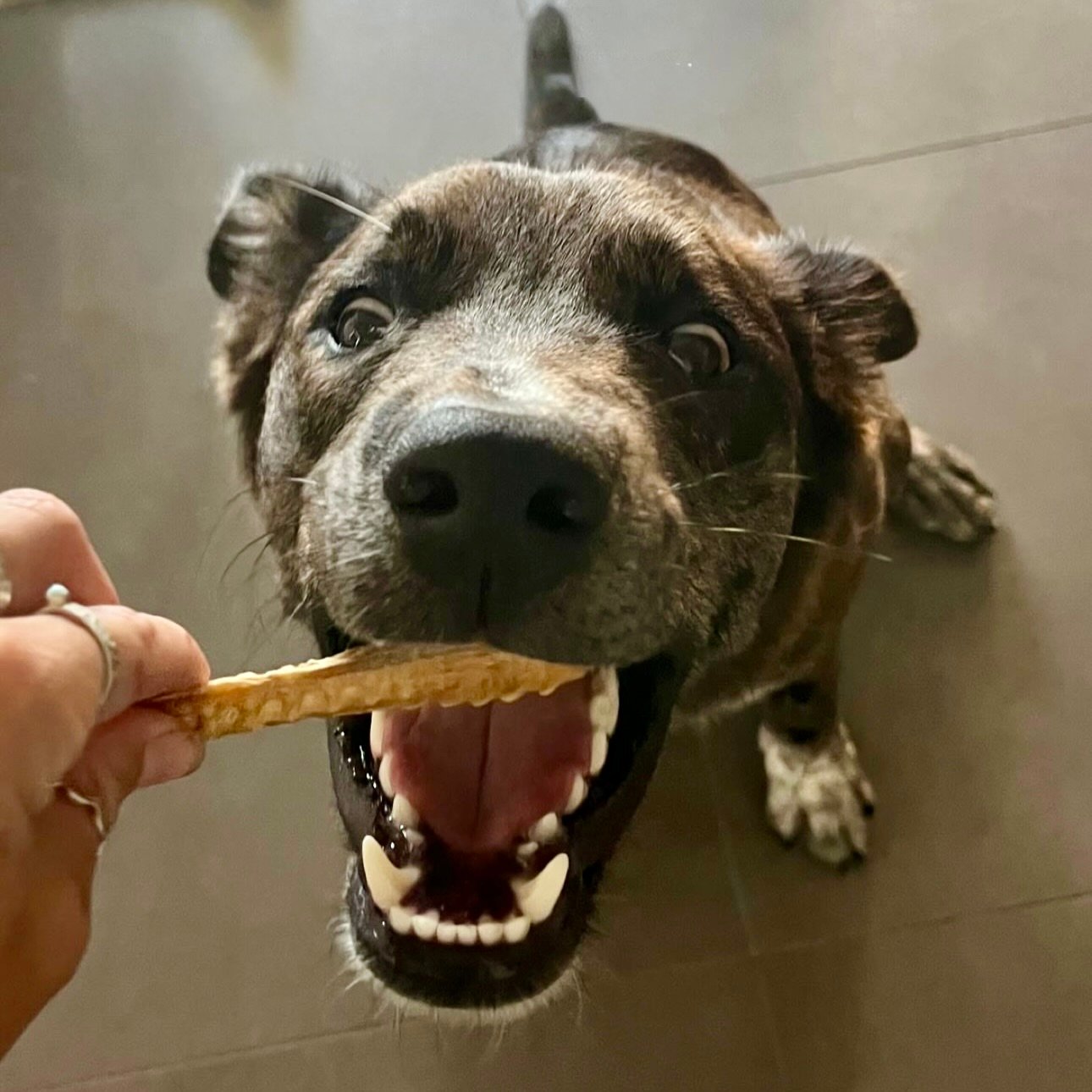 Dog eating cartilage